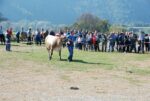 Na licitaciji ob razstavi govedi rjave pasme v Poljubinju so bile prodane vse živali