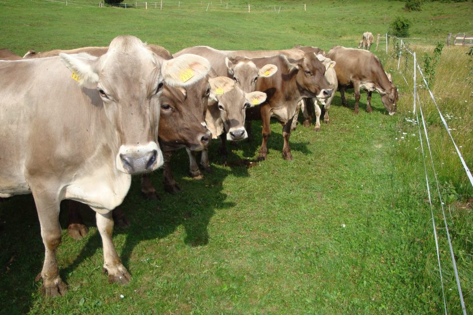Zveza rejcev govedi rjave pasme Slovenije Vas vabi na 27. občni zbor,